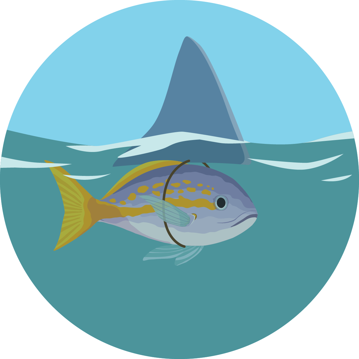 small fish wearing a shark fin